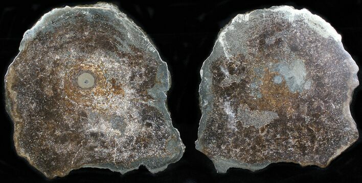 Pyritized, Sliced Ichthyosaur Vertebra - Great Cell Structure #29771